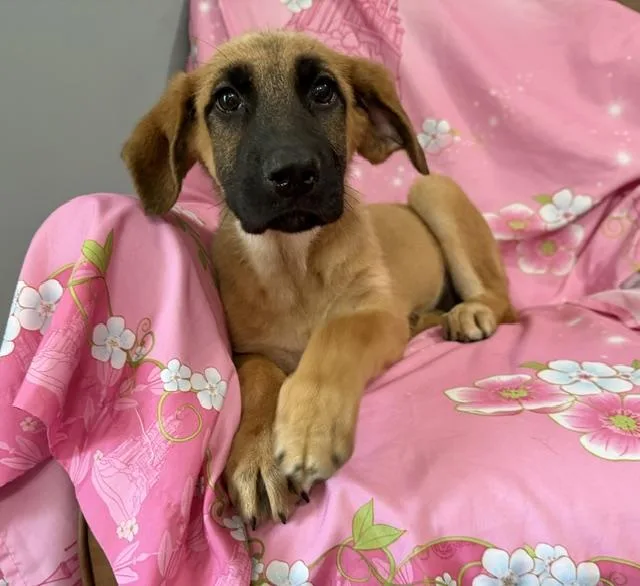 A baby large-sized female Yellow / Tan / Blond / Fawn German Shepherd Dog dog named Adia Avenger for adoption in Andover, MA