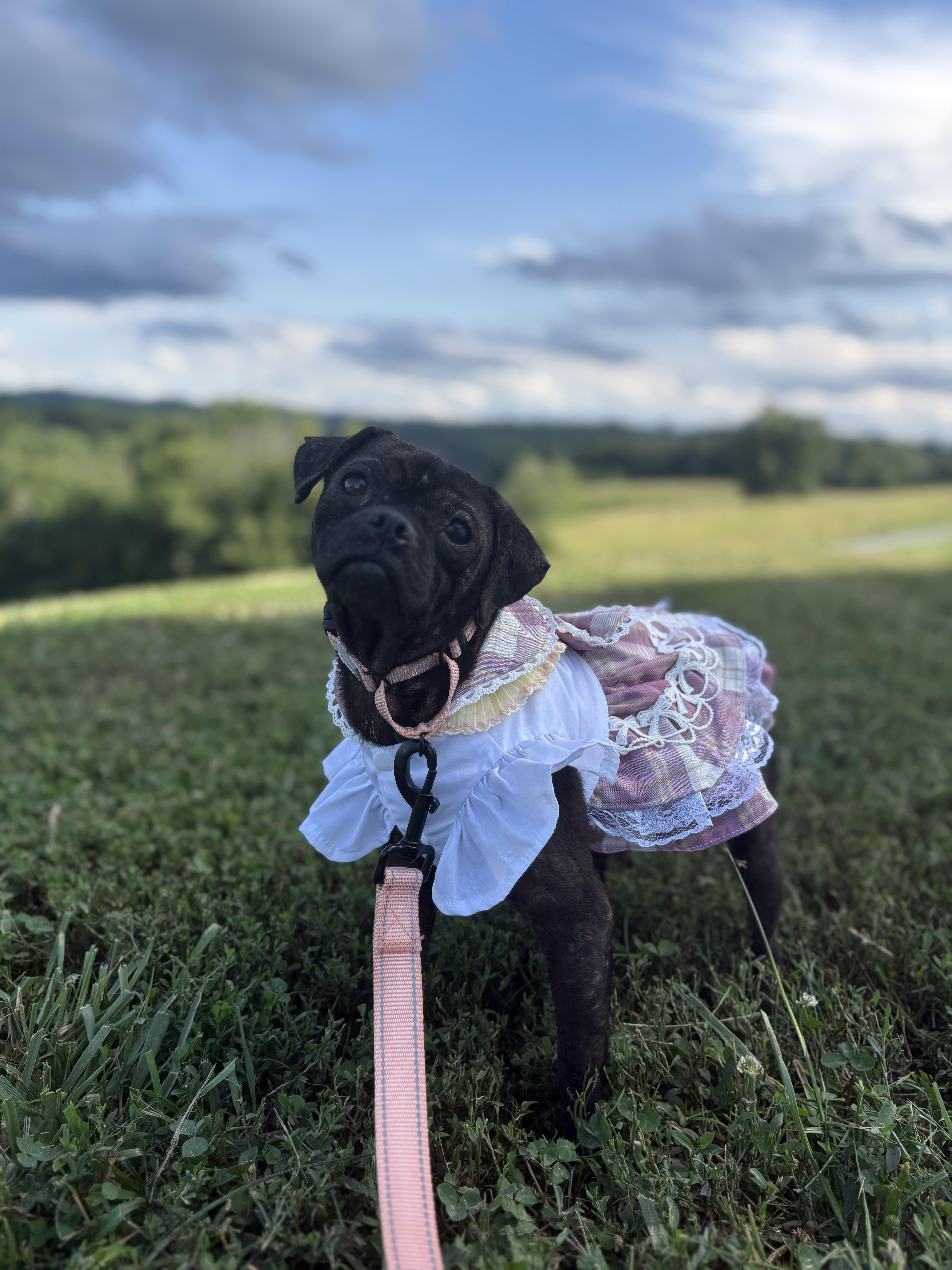 An adult small-sized female Black Pug dog named MillieTransport for adoption in Gradyville, KY