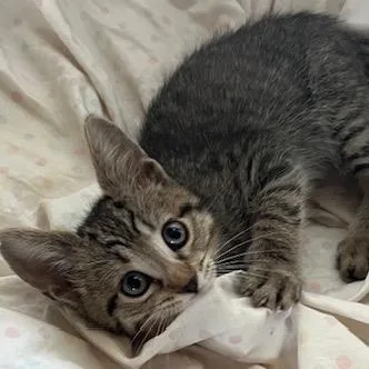A baby small-sized male Brown / Chocolate Domestic Short Hair cat named Fievel for adoption in Las Vegas, NV