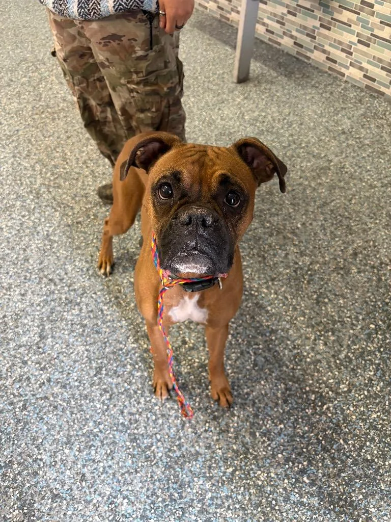 An adult large-sized female Boxer dog named Emma for adoption in Reno, NV