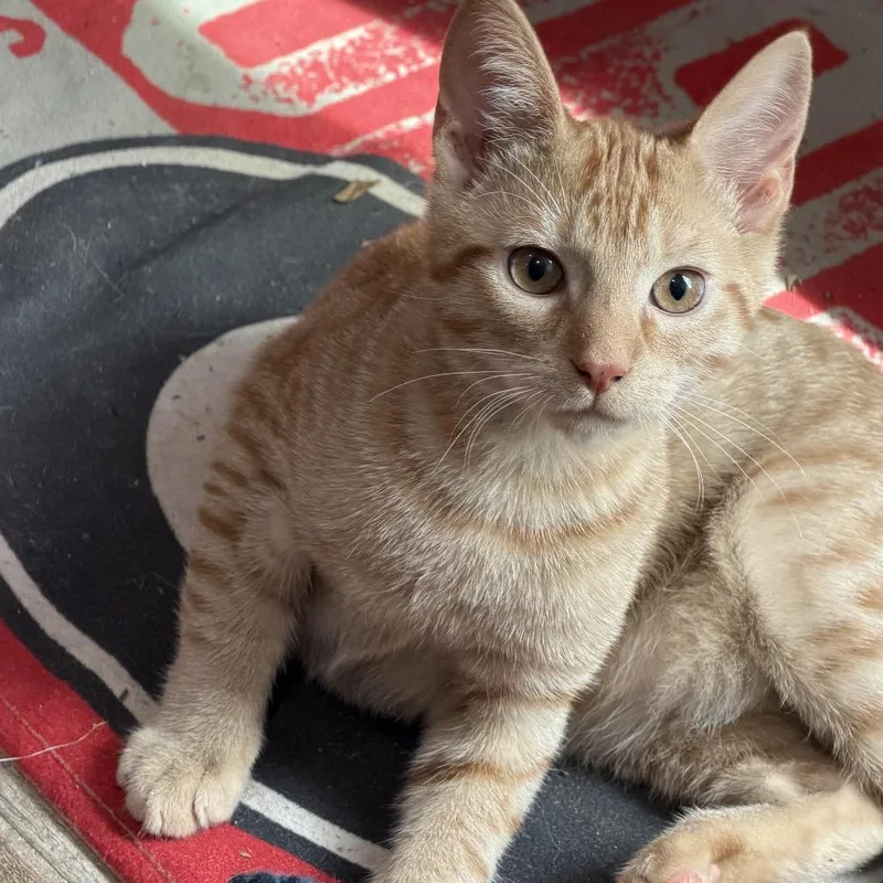 A baby small-sized male Domestic Short Hair cat named Blaze for adoption in Woodstock, GA