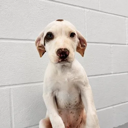 A young medium-sized male Labrador Retriever dog named Kye Months Male for adoption in Sterling, MA