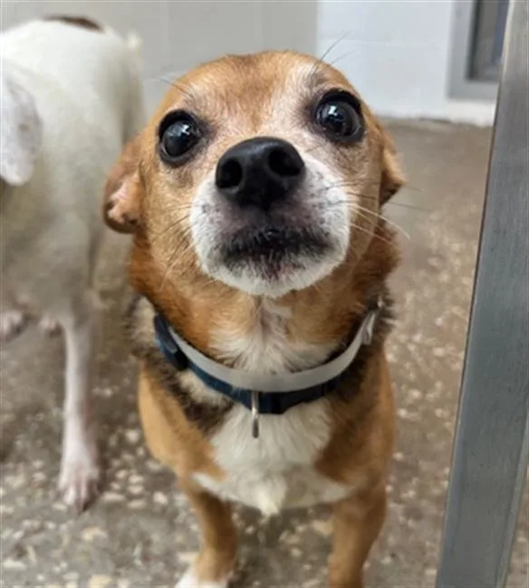 A senior small-sized male Rat Terrier dog named A for adoption in Houston, TX