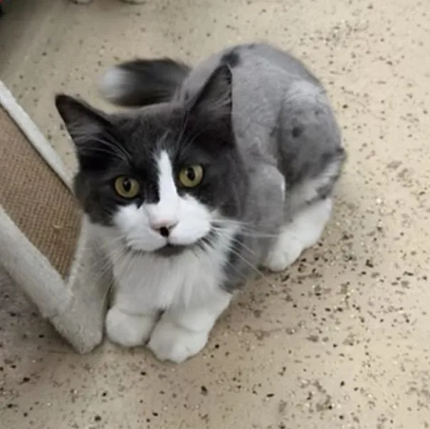 An adult medium-sized male Domestic Long Hair cat named Helios for adoption in Las Cruces, NM