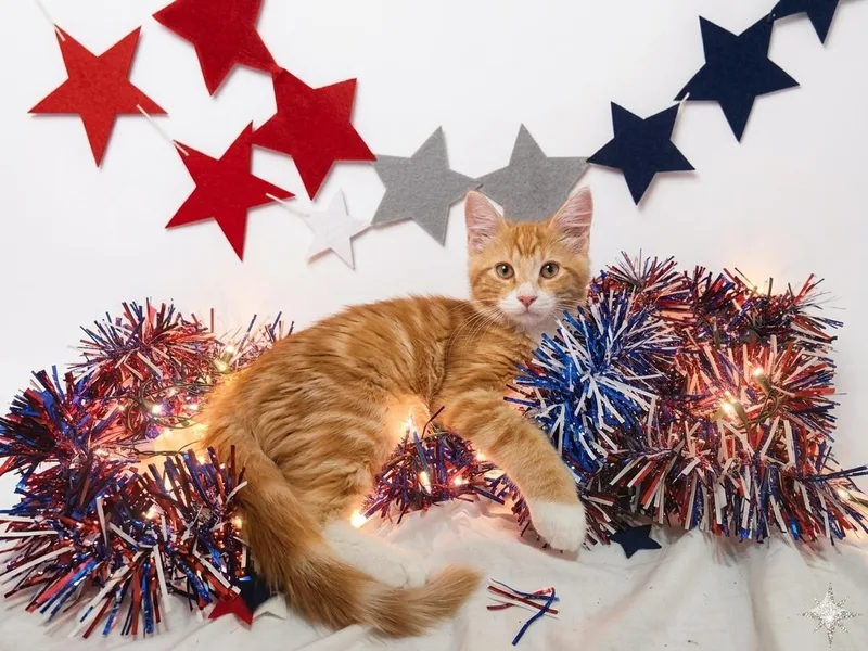 A baby medium-sized male Orange / Red Domestic Long Hair cat named Aaron for adoption in Tulsa, OK