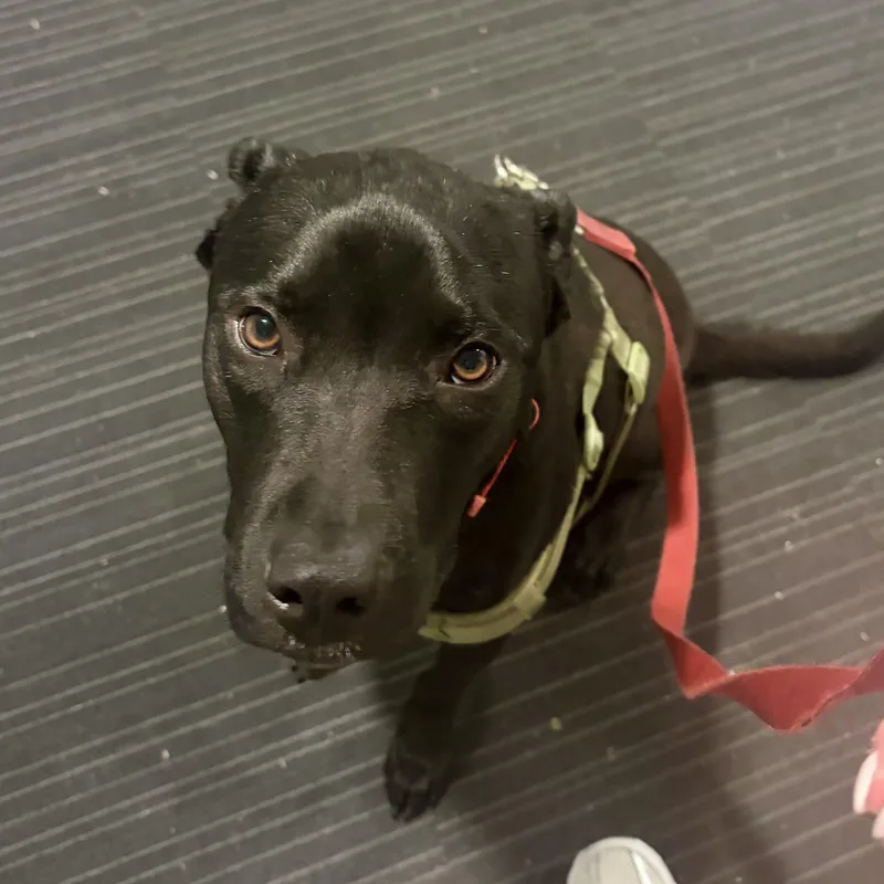 Carne Asada thumbnail 2