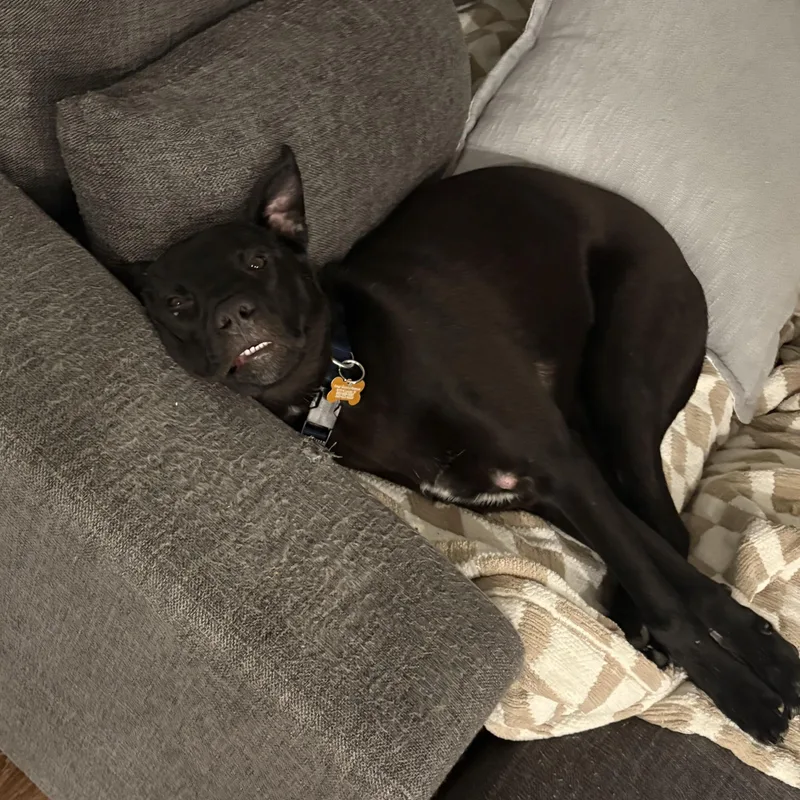 Carne Asada thumbnail 6