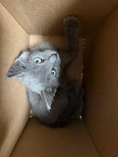 A baby small-sized female Domestic Medium Hair cat named Petunia for adoption in Fairfield, CA