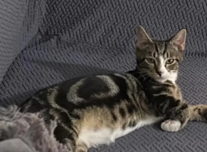 A baby medium-sized male Tabby (Buff / Tan / Fawn) Domestic Short Hair cat named Leo for adoption in Harrington, DE