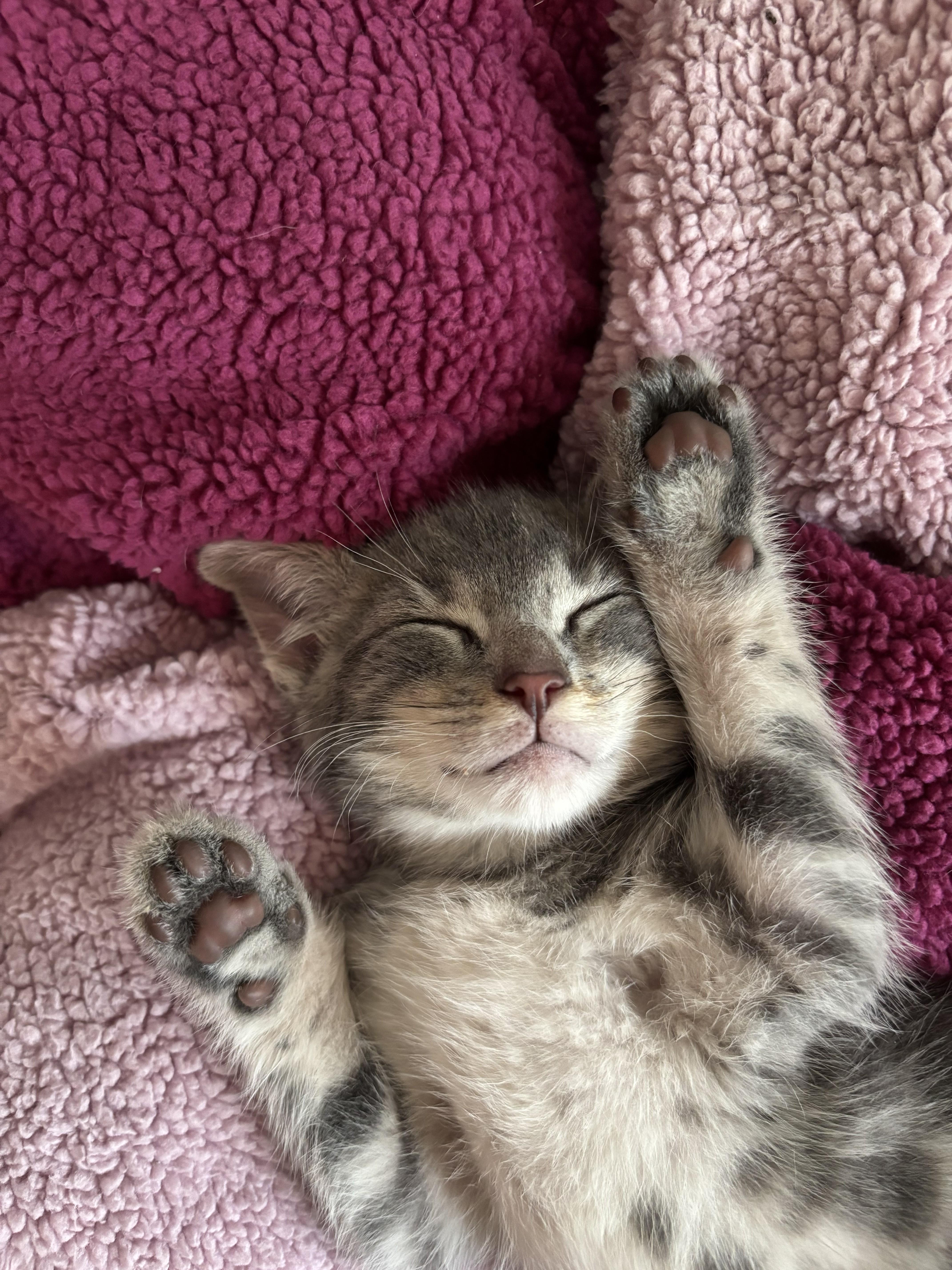 A baby medium-sized female Tabby (Gray / Blue / Silver) Domestic Short Hair cat named Wolf for adoption in Springfield, MA