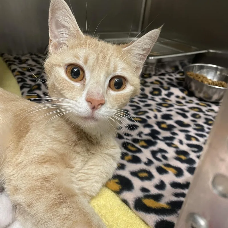 A young medium-sized female Orange / Red Domestic Short Hair cat named Tilly for adoption in Gloucester, VA