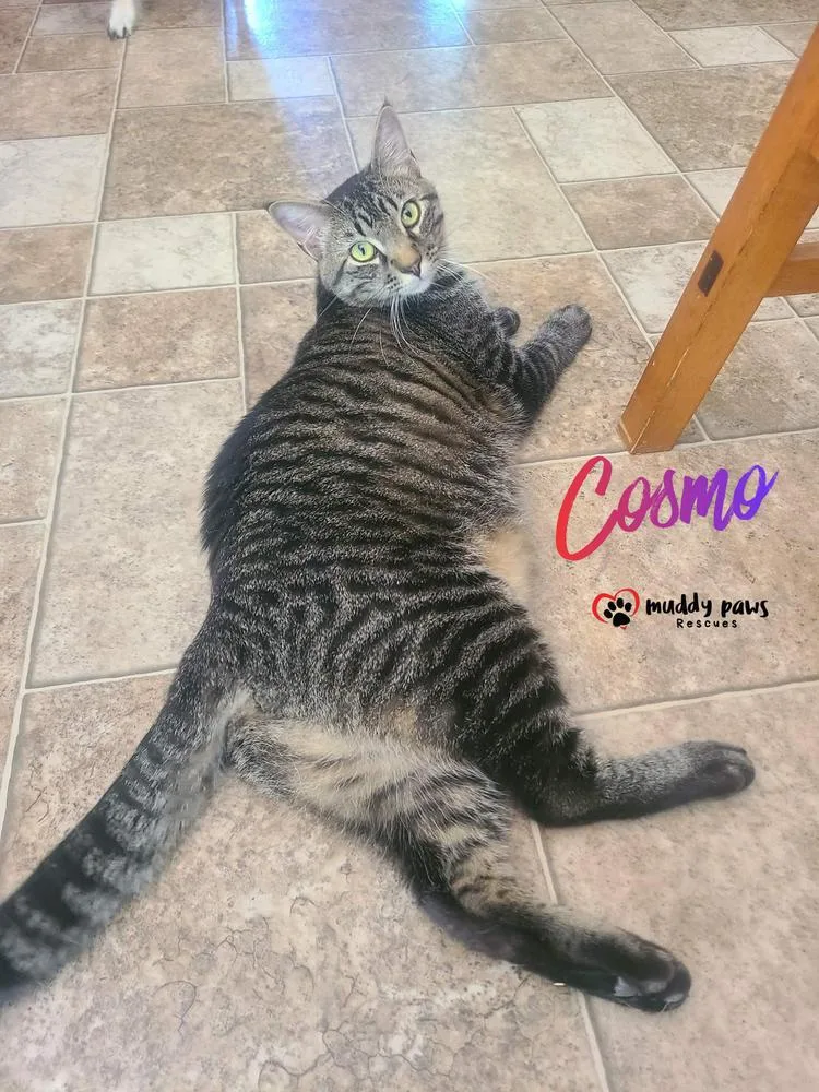 A young large-sized male Domestic Short Hair cat named Alphabet Litter: Cosmo for adoption in Council Bluffs, IA