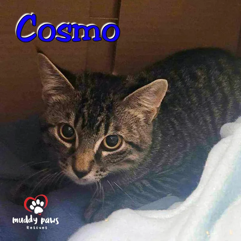 Alphabet Litter: Cosmo thumbnail 2
