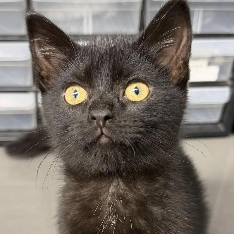 A baby medium-sized female Black Domestic Short Hair cat named Toni for adoption in Tinley Park, IL