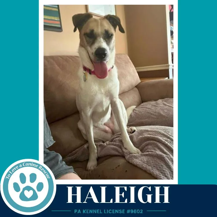 An adult medium-sized female Shepherd dog named Haleigh for adoption in Kimberton, PA