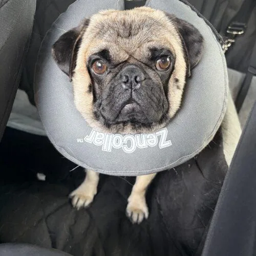 A young small-sized male White / Cream Pug dog named Bee for adoption in Broken Arrow, OK