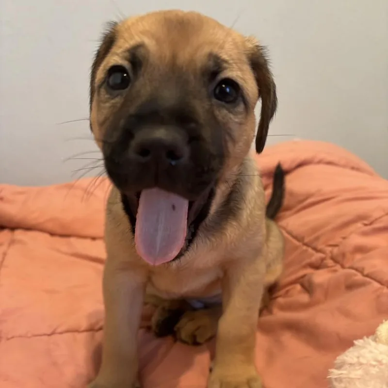 A baby small-sized female Brown / Chocolate Mixed Breed dog named Shammy for adoption in LOXAHATCHEE, FL