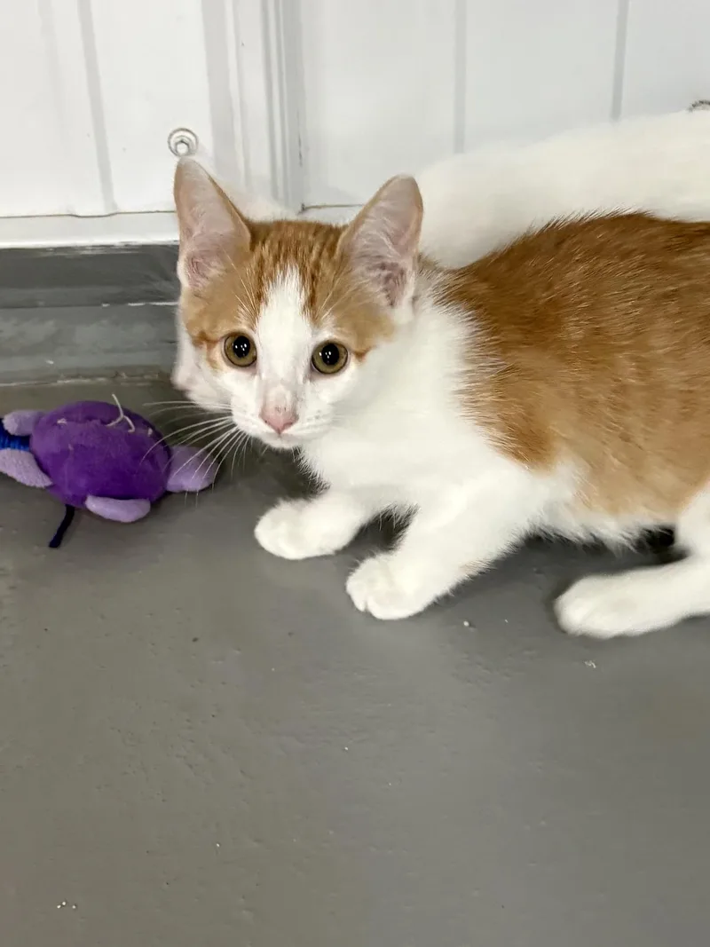 A young medium-sized female American Shorthair cat named Sadie for adoption in Big Rapids, MI