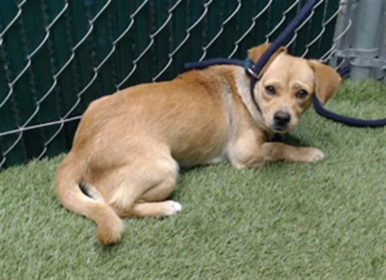 A young small-sized female Chihuahua dog named Shakira for adoption in Downey, CA
