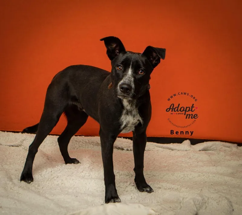 Benny thumbnail 3