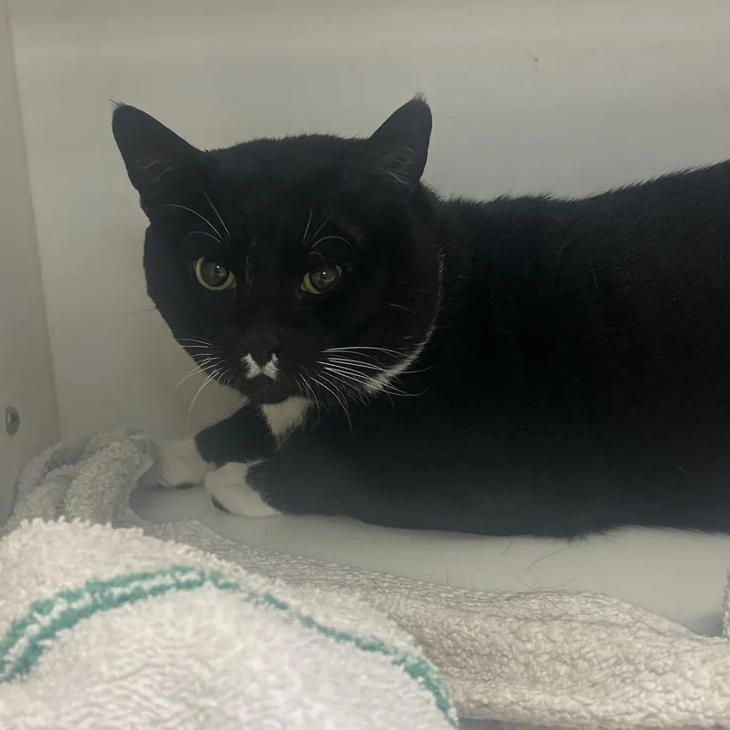 A senior extra large-sized male Black Domestic Short Hair cat named Panda Bear for adoption in Philadelphia, PA