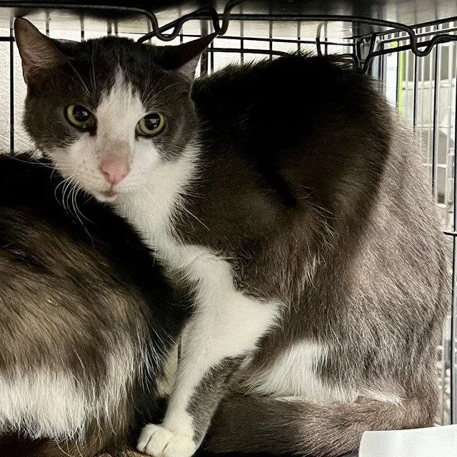 An adult medium-sized male Gray / Blue / Silver Domestic Short Hair cat named Misty for adoption in Tavares, FL
