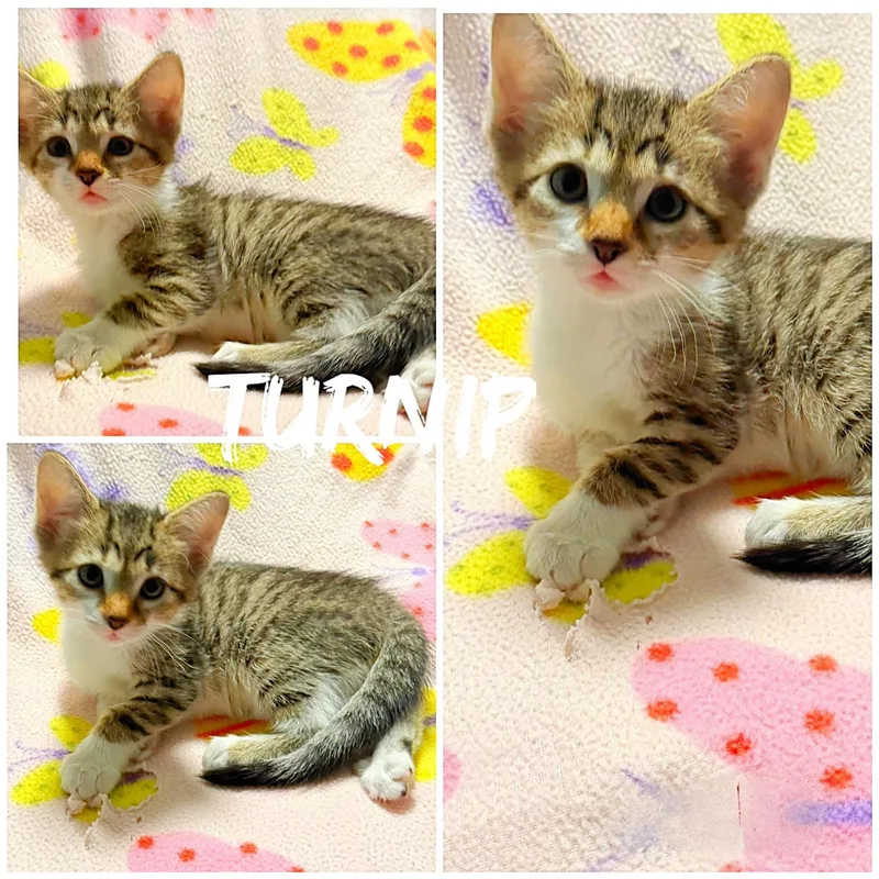 A baby medium-sized female Tabby (Gray / Blue / Silver) Domestic Short Hair cat named Turnip for adoption in Saint James, MO