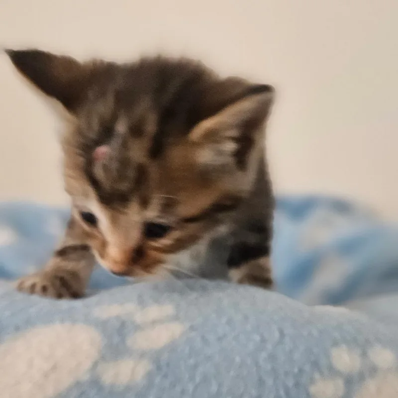 A baby small-sized male Gray / Blue / Silver Domestic Short Hair cat named Walter for adoption in Newport, TN