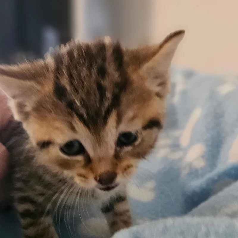 Walter thumbnail 2