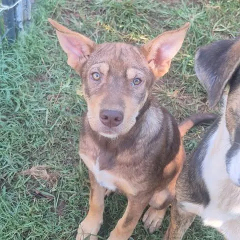 A young small-sized male Shepherd dog named Lukas for adoption in Dover, AR
