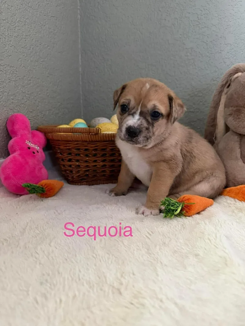A baby medium-sized female White / Cream Pit Bull Terrier dog named Sequoia for adoption in Wichita Falls, TX