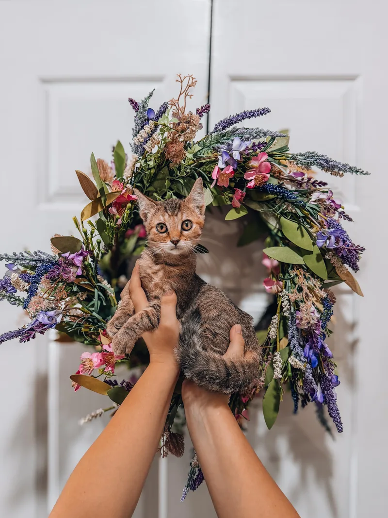 A baby medium-sized female Tabby cat named Delta for adoption in Goodyear, AZ
