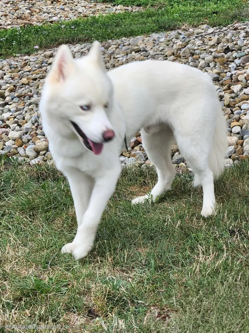 A young medium-sized male White / Cream Siberian Husky dog named Togo for adoption in Seville, OH
