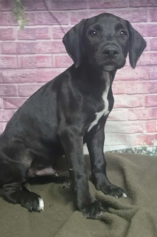 A baby large-sized male Tricolor (Brown, Black, & White) Great Dane dog named Bane for adoption in Sedalia, CO
