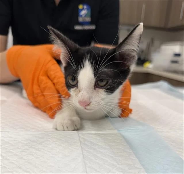 A baby small-sized male Domestic Short Hair cat named Bacon for adoption in Baytown, TX