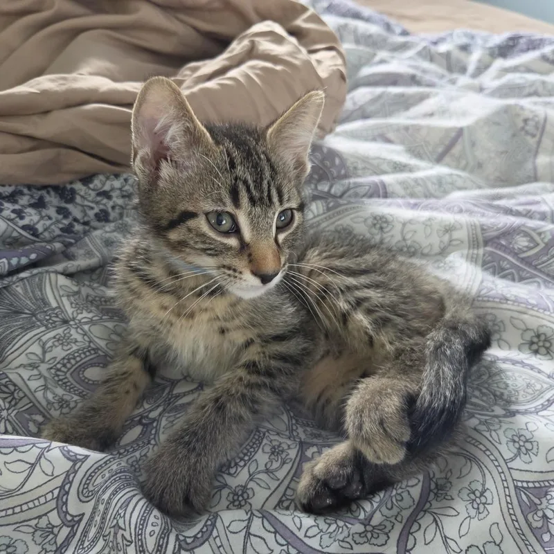 A young medium-sized male Tabby (Brown / Chocolate) Domestic Short Hair cat named Velcro for adoption in Evanston, IL