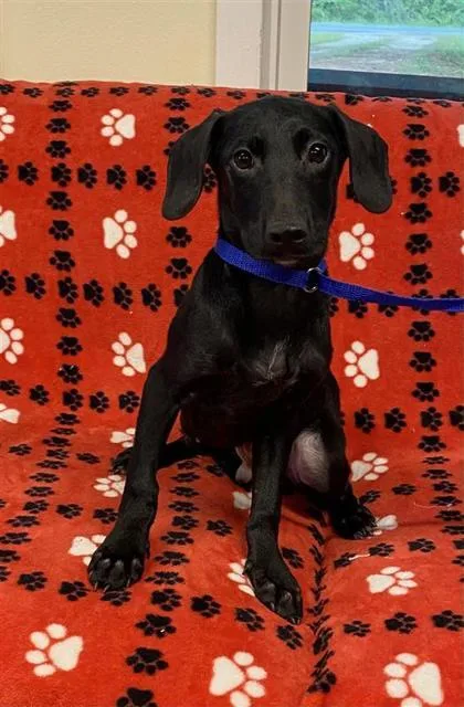 A baby medium-sized male Dachshund dog named Lucas for adoption in Largo, FL