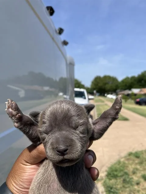 A baby large-sized female Mixed Breed dog named Lidia for adoption in Dallas, TX