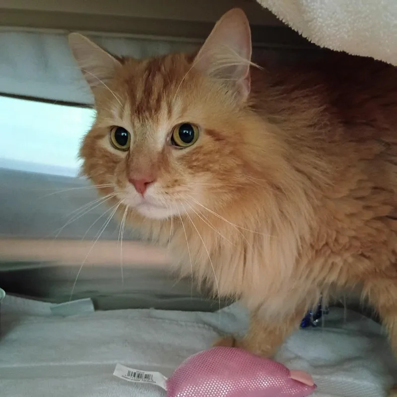 An adult small-sized male Domestic Long Hair cat named Gimli for adoption in Hyde Park, NY