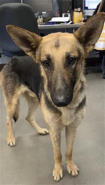 An adult large-sized male German Shepherd Dog dog named Durango for adoption in Phoenix, AZ