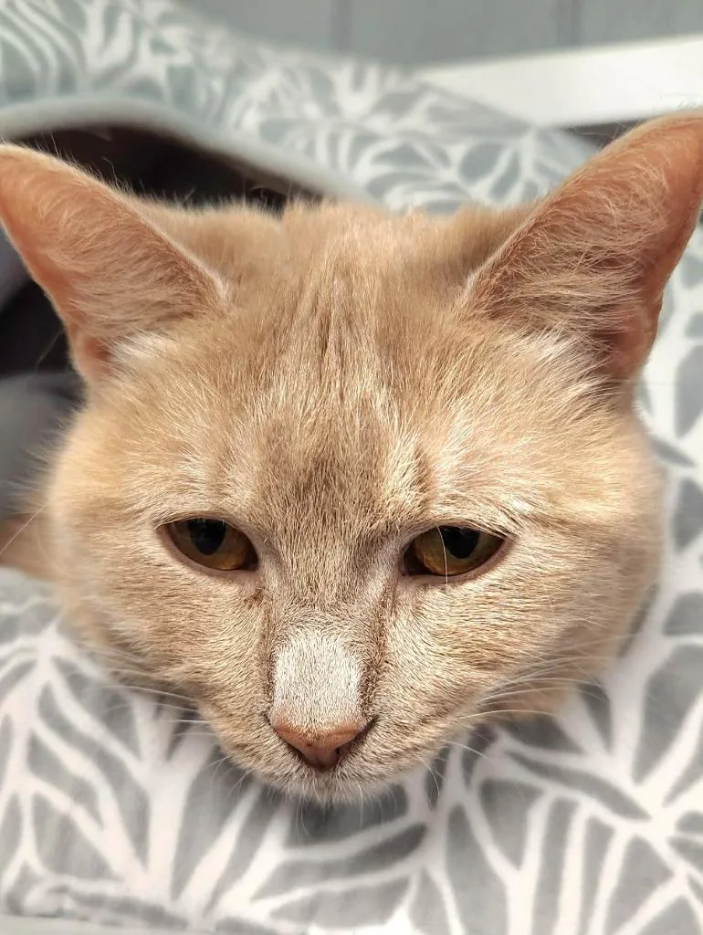 An adult large-sized female Domestic Short Hair cat named Yara for adoption in Warren, MI