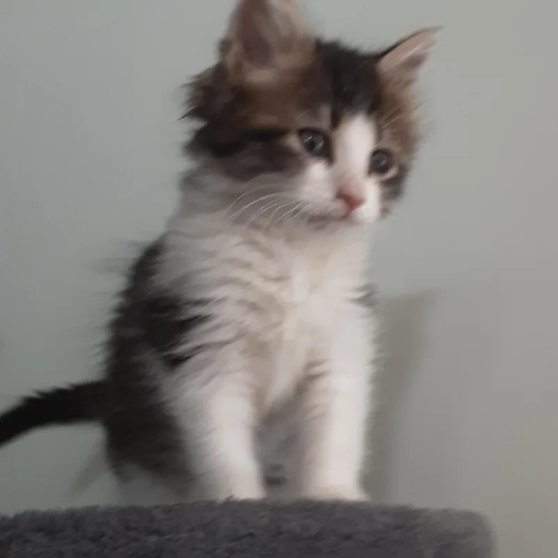 A baby small-sized female Gray & White Domestic Medium Hair cat named Miss Chyenne for adoption in Aylett, VA
