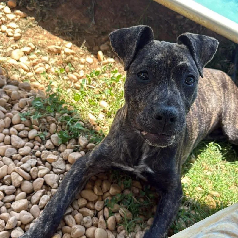 A baby large-sized female Brindle Mixed Breed dog named Athena for adoption in Alexandria, VA