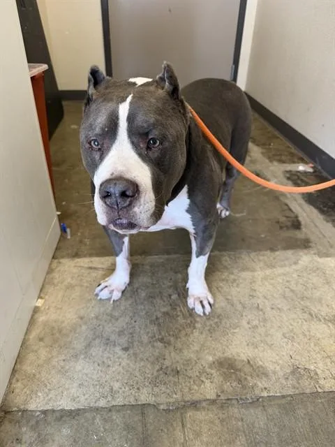 An adult small-sized male Pit Bull Terrier dog named Marley for adoption in Ontario, CA