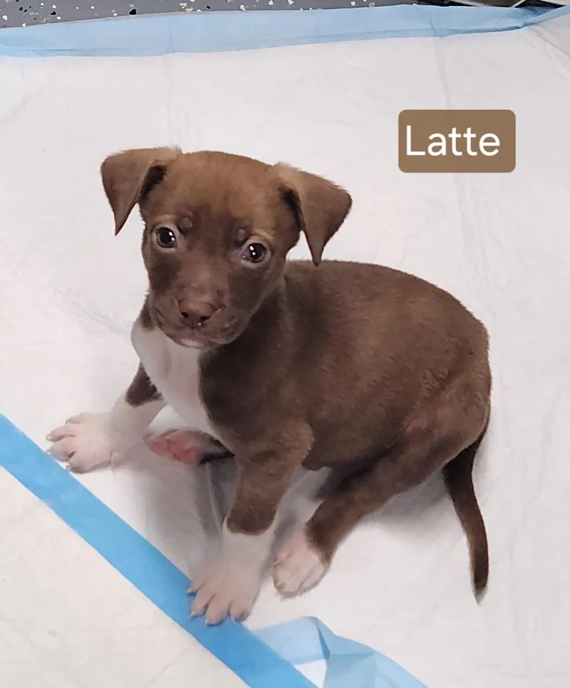 A baby medium-sized male Labrador Retriever dog named Latte for adoption in Flintstone, GA