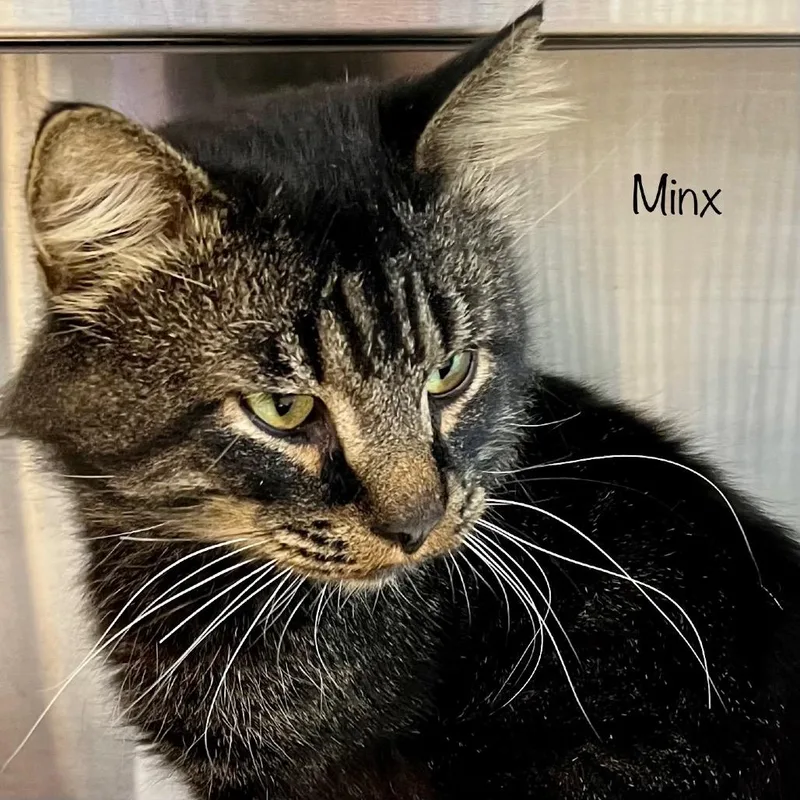 An adult medium-sized male Domestic Long Hair cat named Minx for adoption in Madisonville, TN