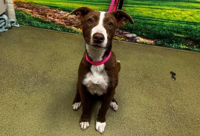 A young small-sized female Border Collie dog named A for adoption in Moreno Valley, CA