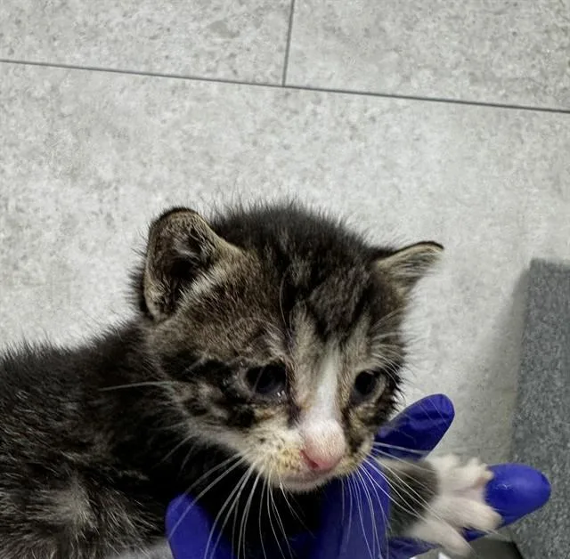 A baby small-sized female Domestic Short Hair cat named Martha for adoption in Naples, FL