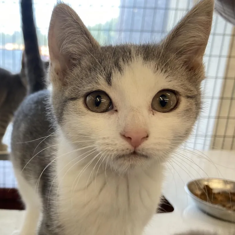 A baby small-sized female Gray / Blue / Silver Domestic Short Hair cat named Baguette for adoption in Wilmington, DE