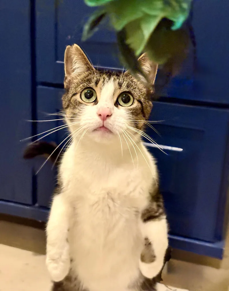 An adult medium-sized female Tabby cat named Munchkin for adoption in Flint Hill, VA